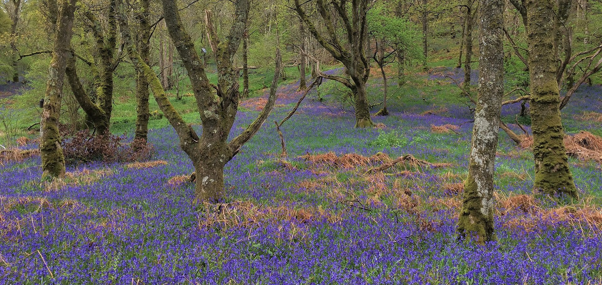 Bluebells at Carstramon Wood in Dumfries and Galloway