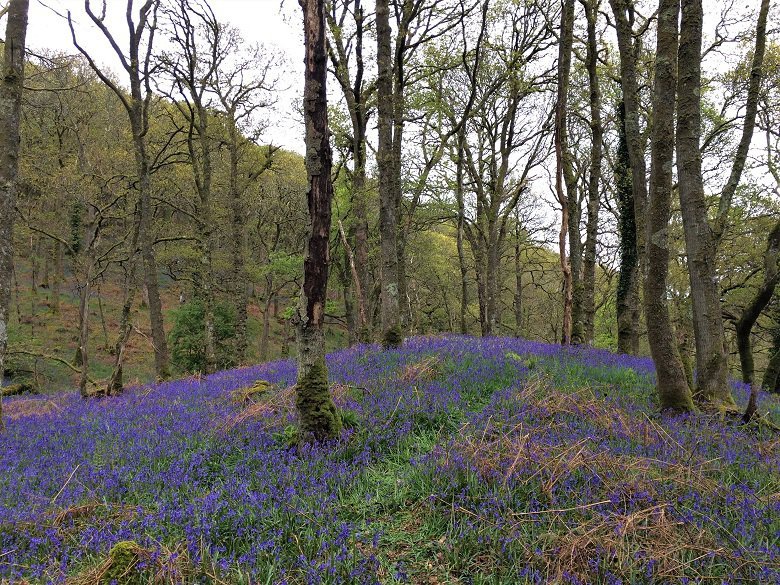 Bluebells at Carstramon Wood in Dumfries and Galloway