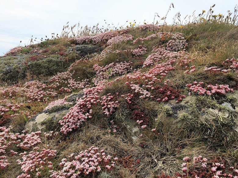 Wild flowers balcary cliff walk