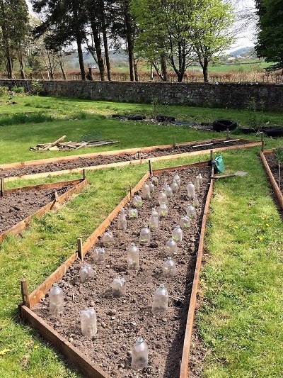 Plastic being reused as individual cloches