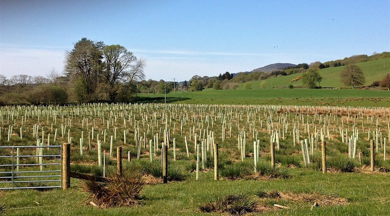 Reducing the use of single use plastic tree tubes