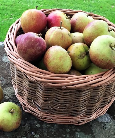 Apples