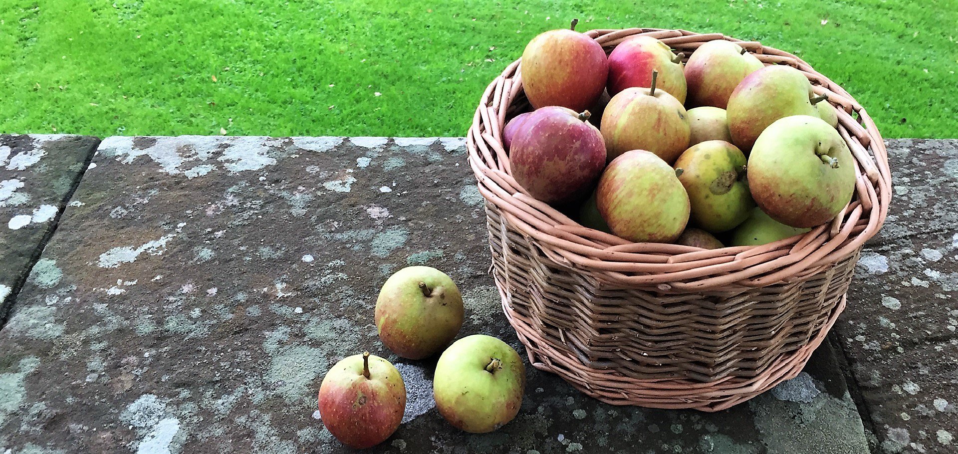 Cox apples harvested in October South West Scotland