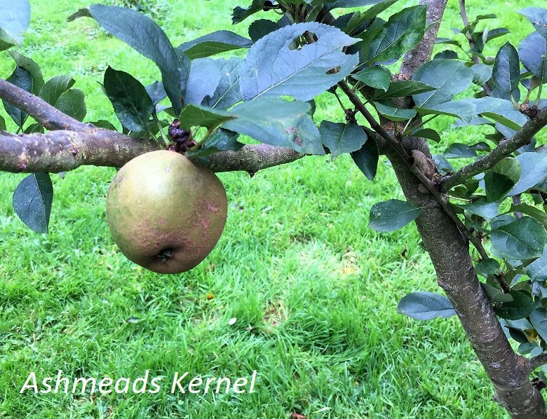 Ashmeads Kernel