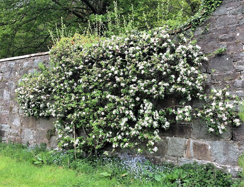 Cox apple trained againt the wall in South West Scotland