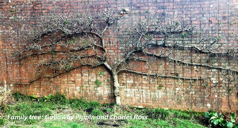 family tree trained against wall in south west scotland