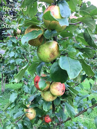 Hereford red streak apples south west scotland