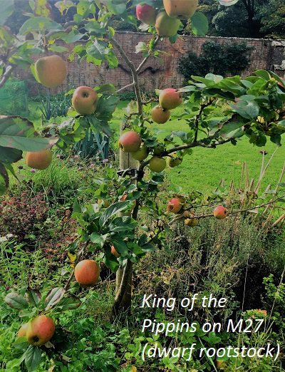 king of the pippins on M27 apples south west scotland