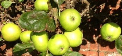 organice bramley apples south west scotland