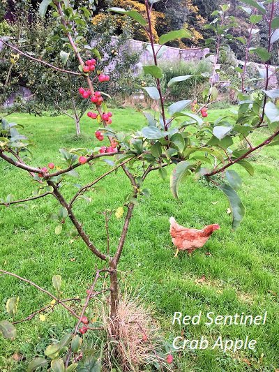 red sentinel crab apples south west scotland