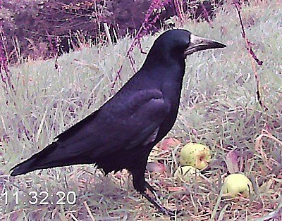 Rook and rotting apples