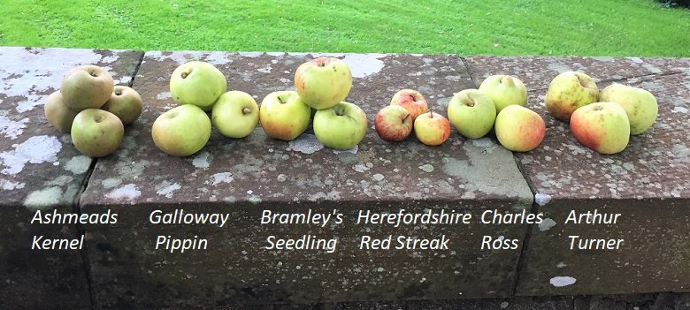 some varieties of apples at Kirkennan
