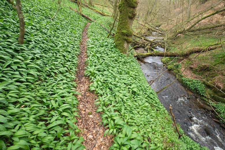 Wild garlic and the Crichope Burn beyond the waterfall Crichope Linn Dumfries and Galloway