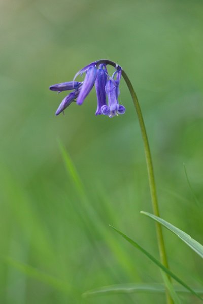 Bluebell Kirkennan woods short loop