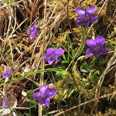 Common dog violet kirkennan woods short loop walking holidays dumfries and galloway