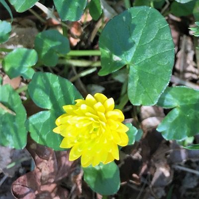 Double flowered Lesser Celandine Kirkennan Woods