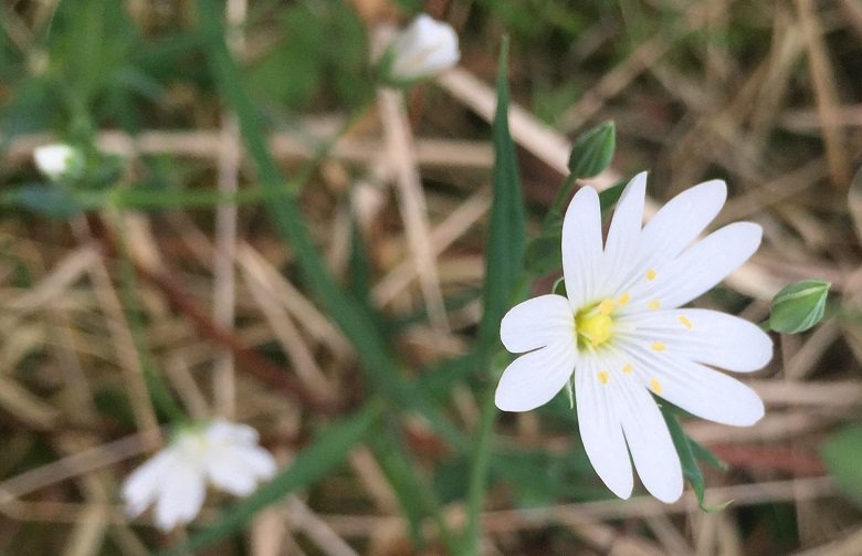 Greater Stitchwort wild flower