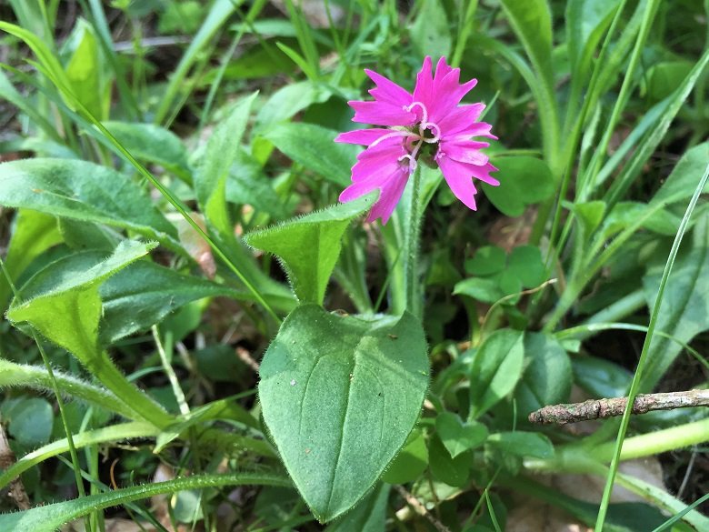 Unidentified pink wild flower Kirkennan woods Dumfries and Galloway