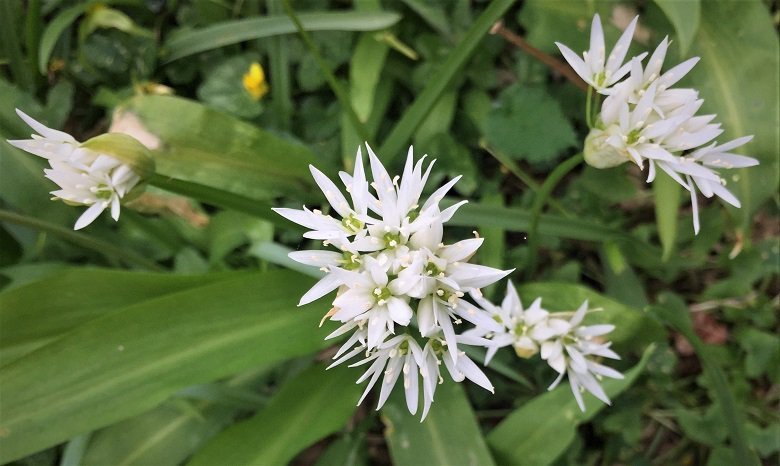 Wild garlic kirkennan woods