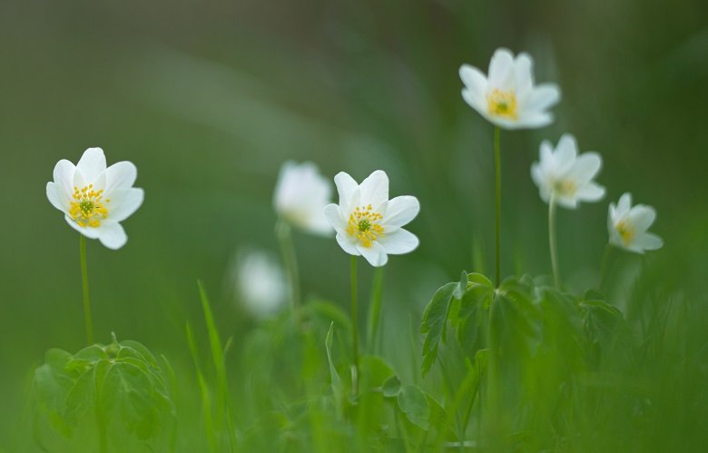 Wood Anemones Kirkennan Woods