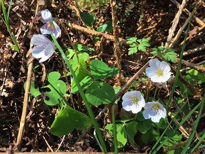 Wood sorrel in Kirkennan woods late April