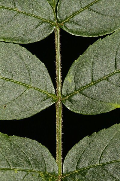 Ash Leaf jocks wood forest bathing kirkennan estate holiday cottages dumfries and galloway