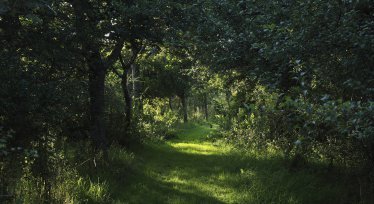 Forest bathing