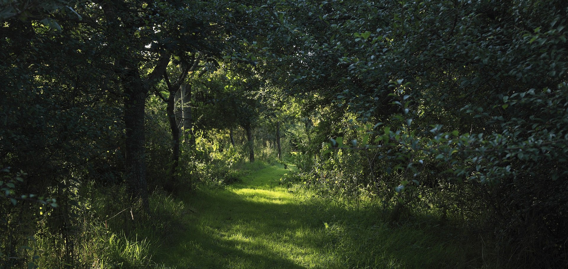 Forest bathing in Jocks wood kirkennan estate holiday cottages dumfries and galloway