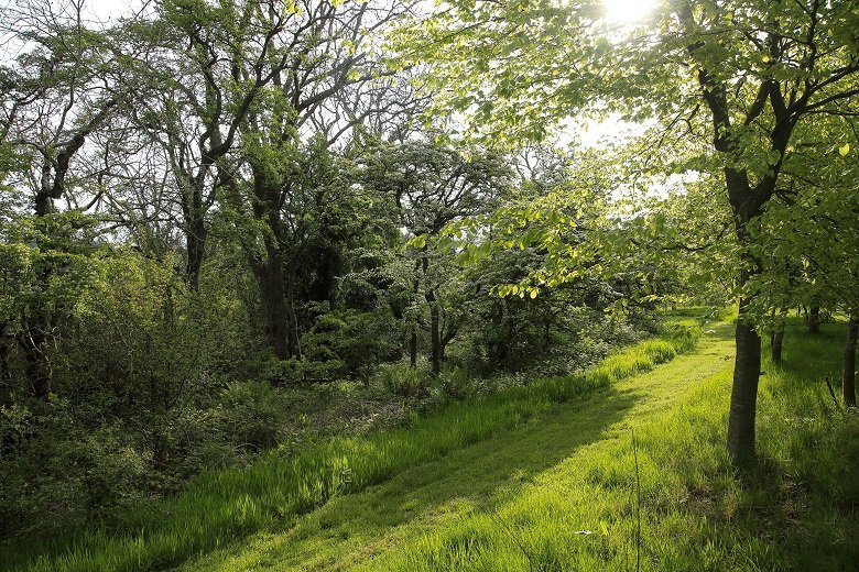 Forest bathing in Jocks wood kirkennan estate holiday cottages dumfries and galloway