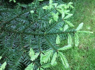 New growth Jocks wood Kirkennan Estate Holiday Cottages dumfries and galloway forest bathing