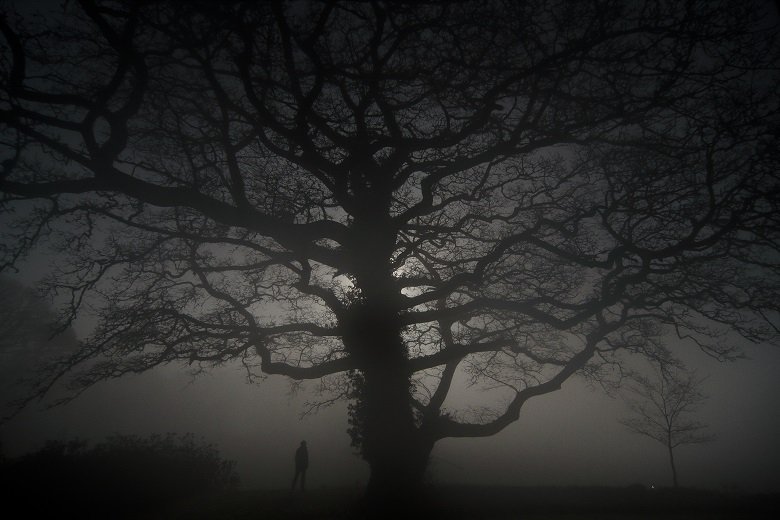 Oak tree by moonlight forest bathing kirkennan estate holiday cottages dumfries and galloway