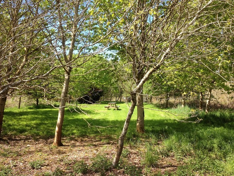 Grove in Jocks wood forest bathing kirkennan estate holiday cottages dumfries and galloway