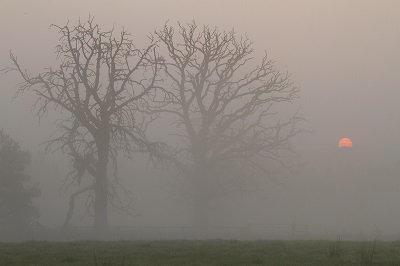 Trees at sunrise forest bathing