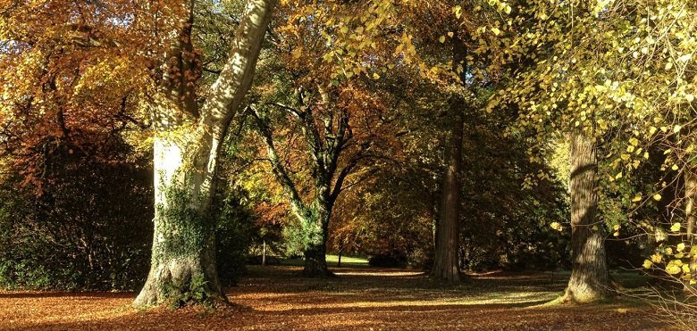 Mature trees at Kirkennan Estate Holiday Cottages