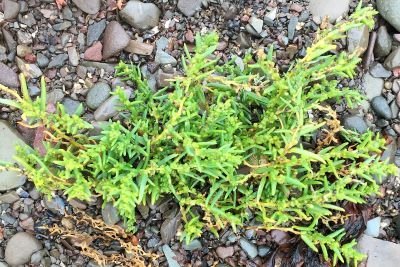 Annual sea-blite foraging for wild foods in dumfries and galloway