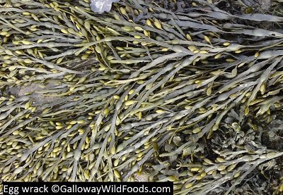 Egg wrack foraging for wild foods dumfries and galloway