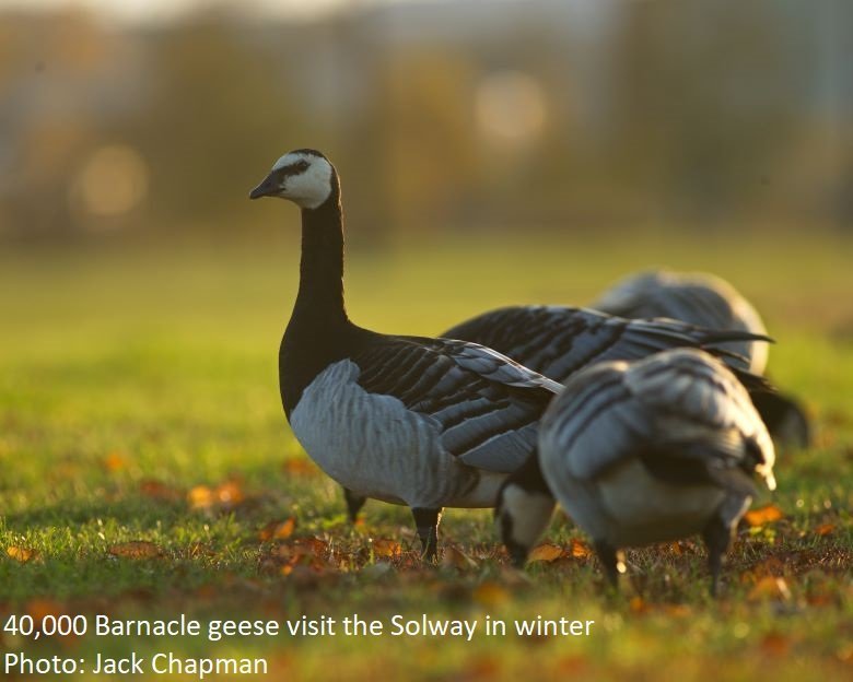 Barnacle Geese overwinter in Dumfries and Galloway, South West Scotland