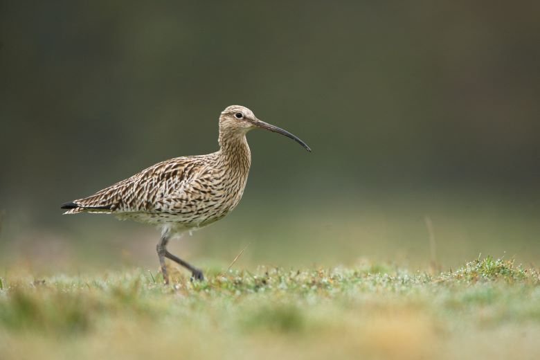 Curlew at Kirkennan