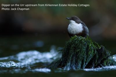 A dipper on the Urr upstream from Kirkennan