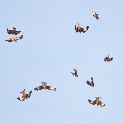 Red kites at Bellymack Hill Farm feeding station