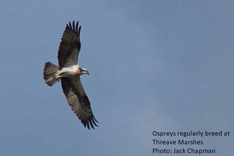 Ospreys regularly breed at Threave Marshes