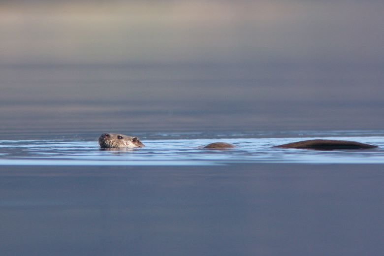 Otters are resident along the Urr though you would be lucky to see one