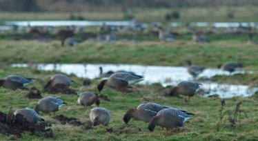 Autumn and winter birdwatching