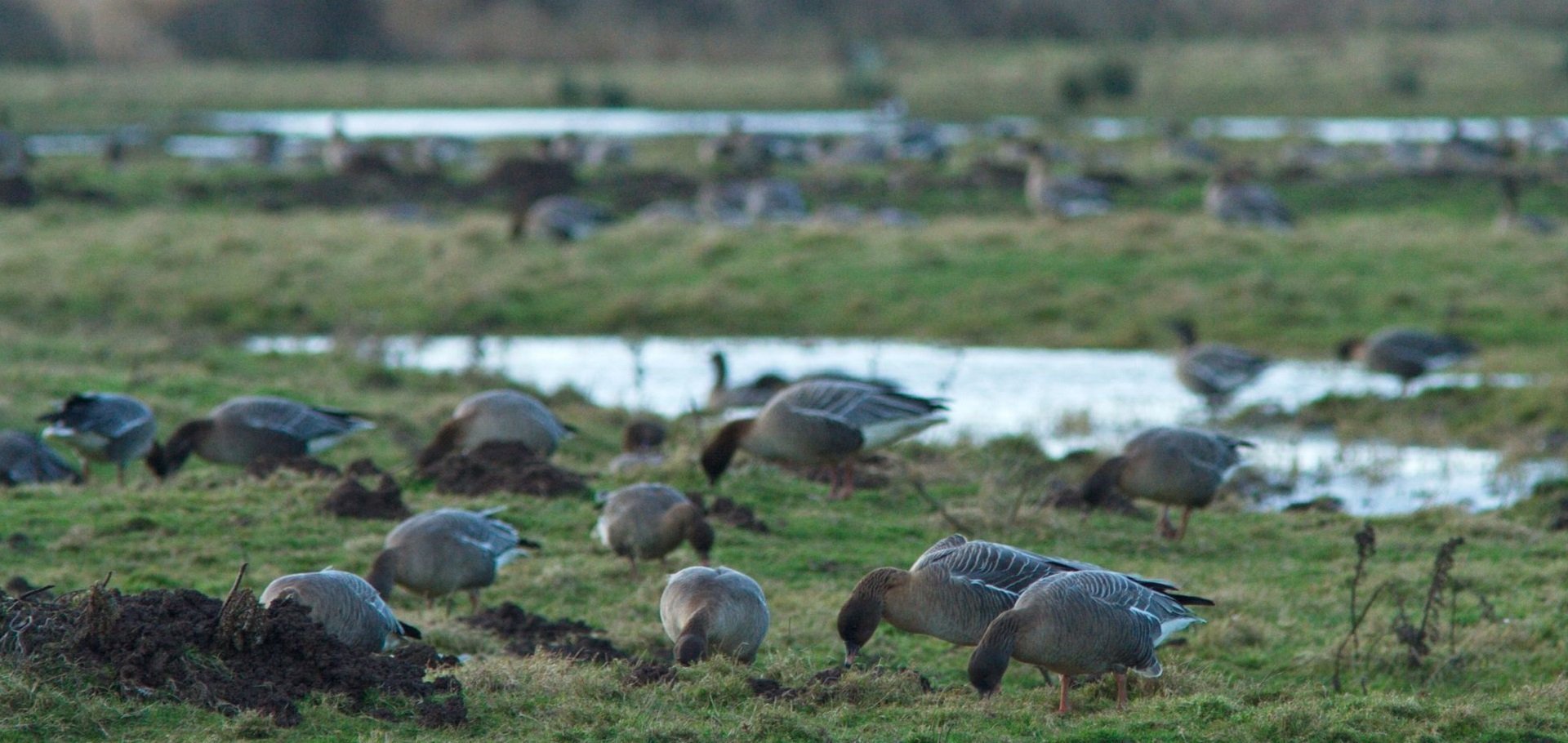 Pink footed geese overwinter in Dumfries and Galloway