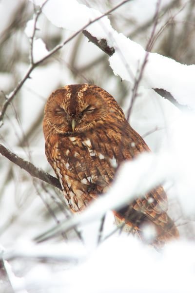 Tawny Owls can be heard and sometimes seen around Kirkennan Estate Holiday Cottages