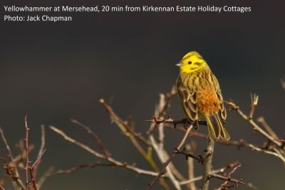 Yellowhammer at Mersehead RSPB in Dumfries and Galloway